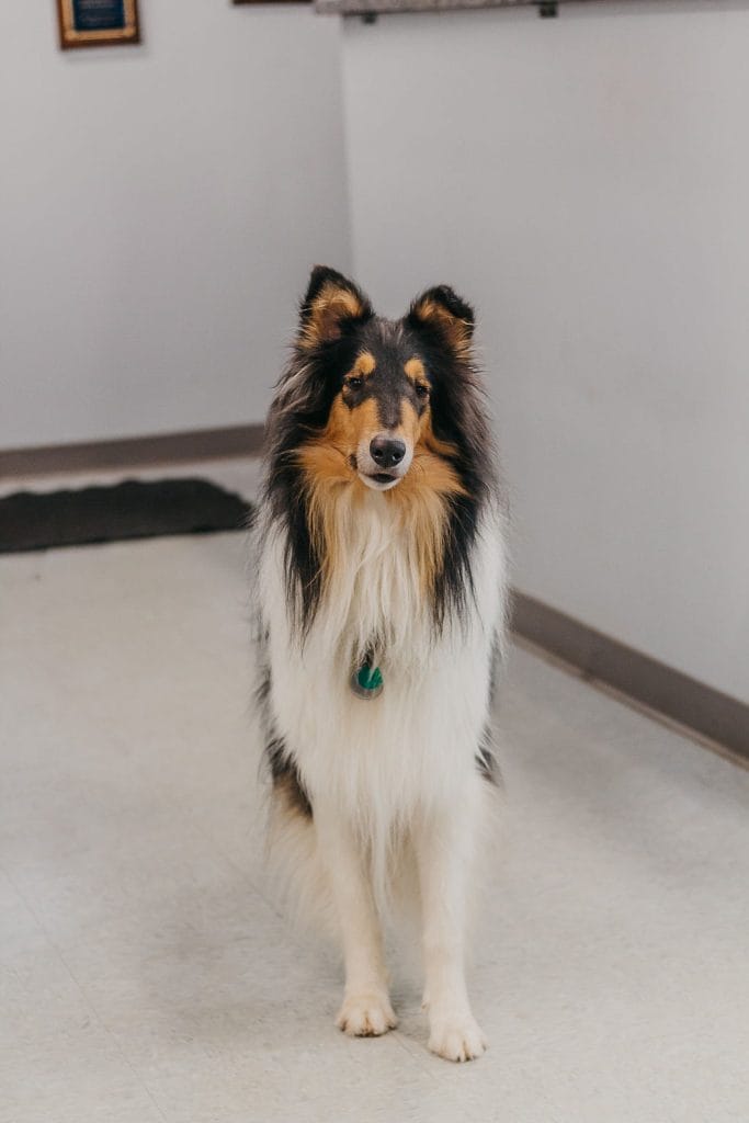 Breeze, KM Heating and Cooling Shop Dog